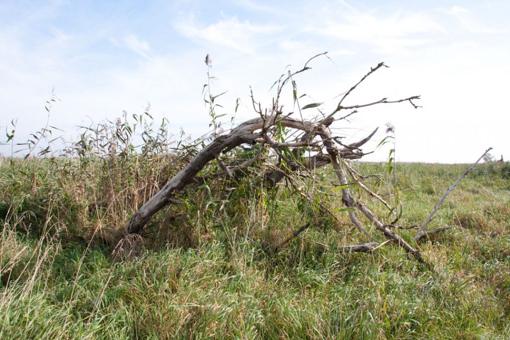 Foto 6: Gras für den Vordergrund