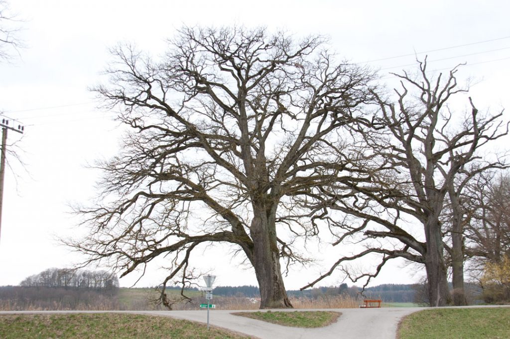 Foto 5: Baum für den Hintergrund