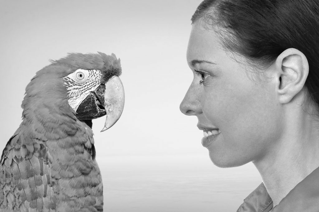 Gedankenaustausch mit Papagei #1Fotos: ©Christian Maurer -, ©Robert Kneschke - stock.adobe.com; L.WieseMontage: L.Wiese