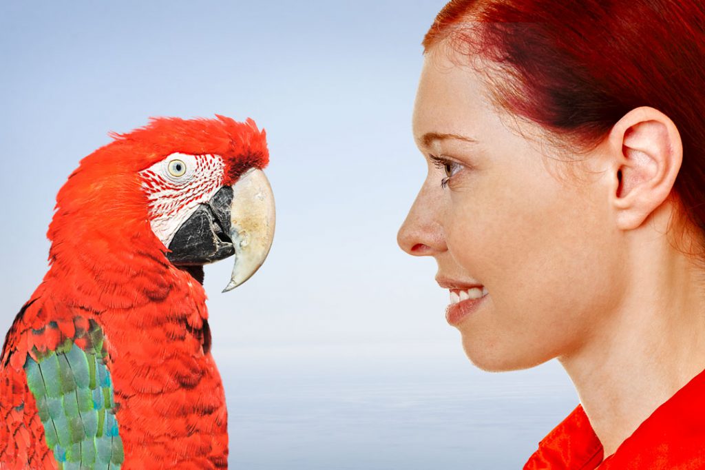 Gedankenaustausch mit Papagei; Fotos: ©Christian Maurer -, ©Robert Kneschke - stock.adobe.com; L.Wiese; Montage: L.Wiese
