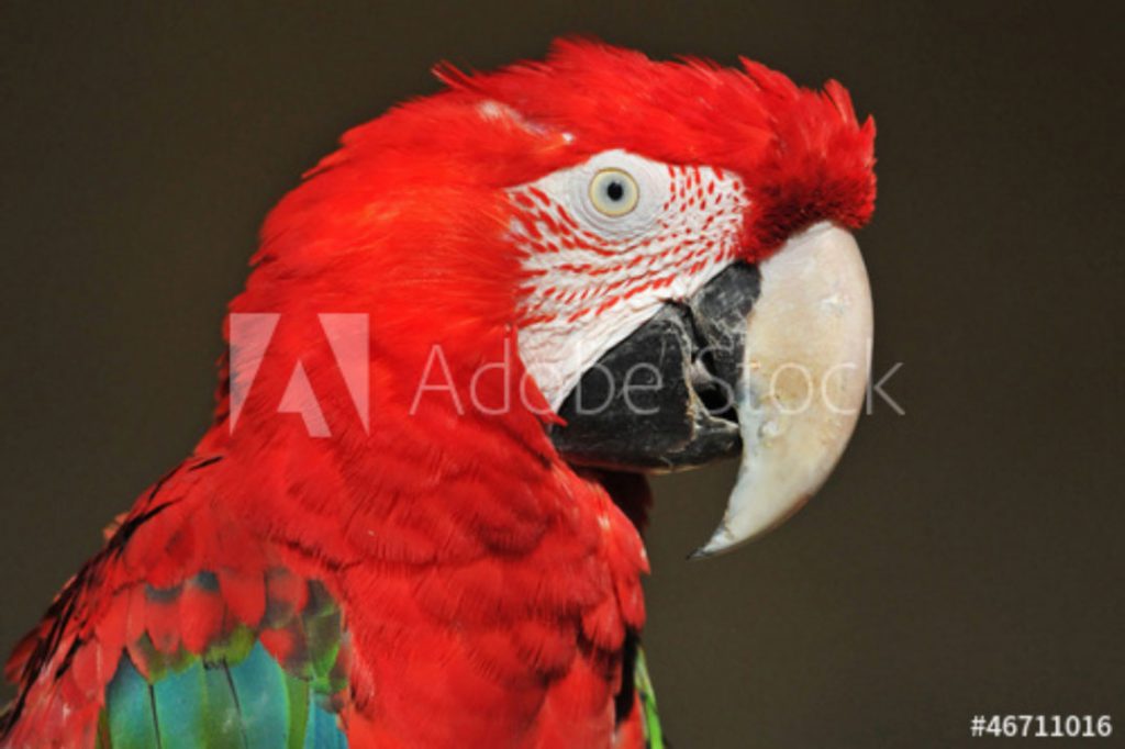 Papagei im Profil©Christian Maurer - stock.adobe.com
