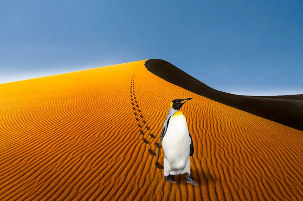 Pinguin in Namibia; Montage: L.Wiese;Fotos: ©mophoto -, ©seafarer81 - stock.adobe.com; L.Wiese
