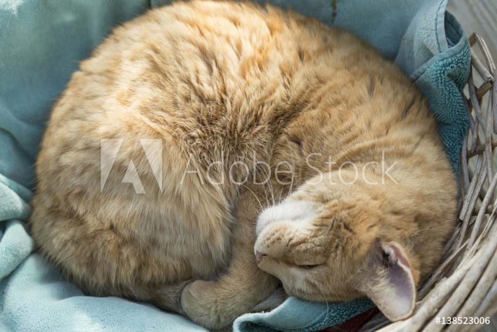 Linke Katze; ©Drew - stock.adobe.com